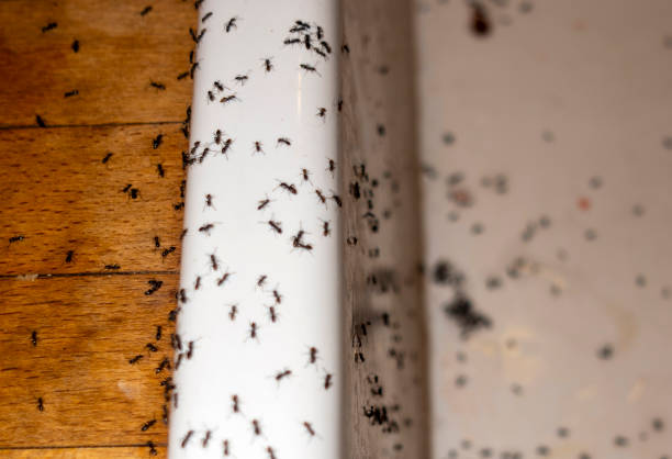 Best Best Pest Control Companies  in Llano Grande, TX